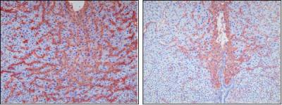 Blood Vessel Growth with and Without Connexin 43