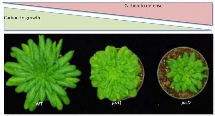 Plants Prioritize Resource Usage