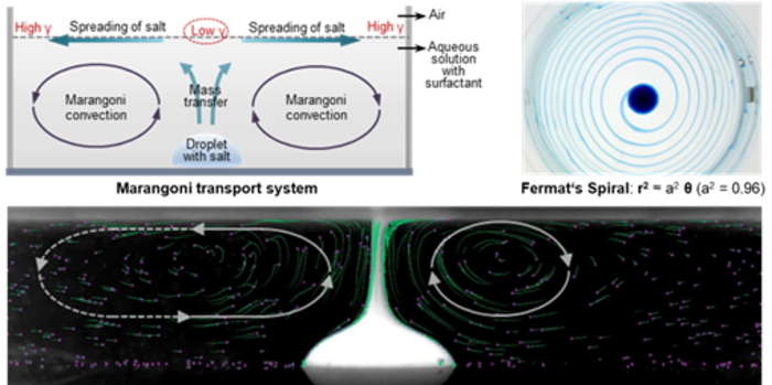 3D Marangoni transport system