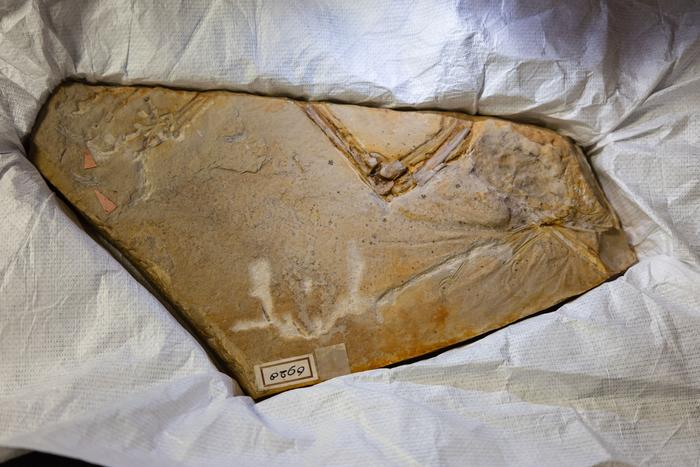 150-million-year-old Ostromia crassipes fossil