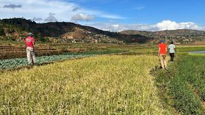 Rice field in Betafo, Madagascar