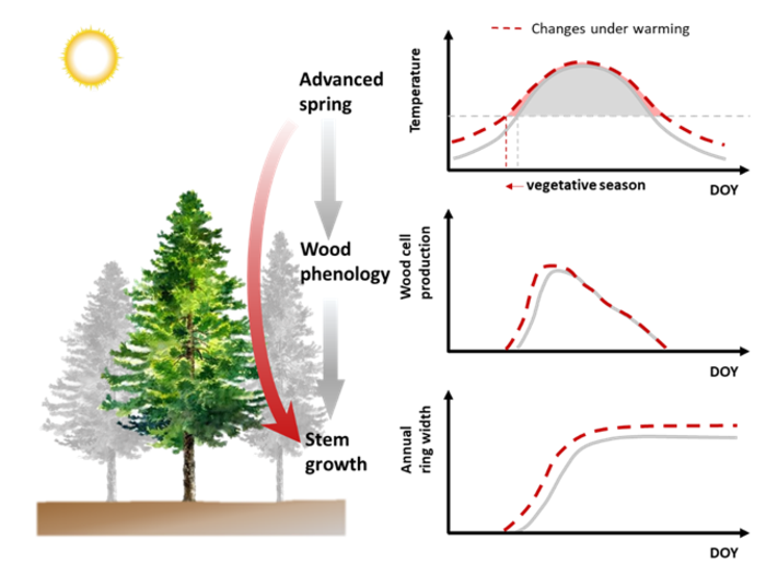 Illustration of how warming impacts on wood phenology affect tree growth