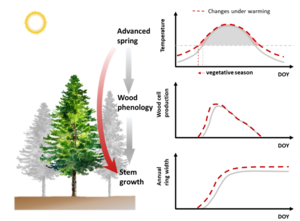 Trees may benefit from earlier start of growi | EurekAlert!