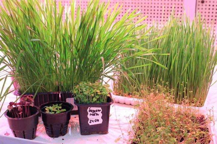 A Robotic Greenhouse for Operation in the Arctic