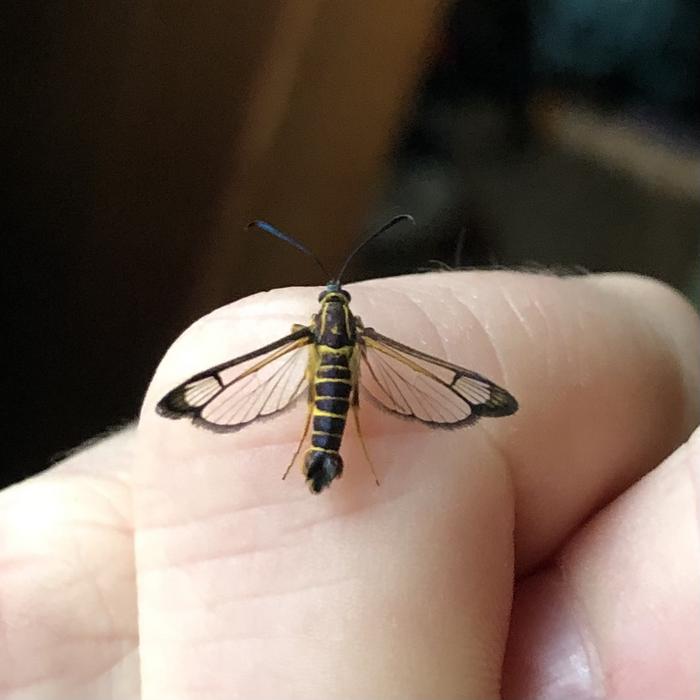 Carmenta brachyclados live on finger of Daisy Cadet