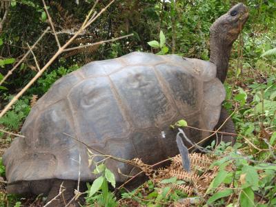 A Native Tortoise