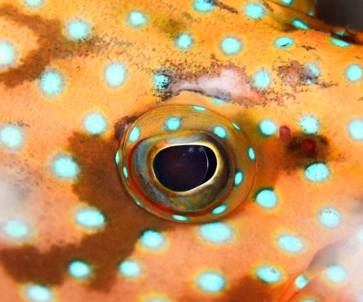 Color Vision in Marine Animals