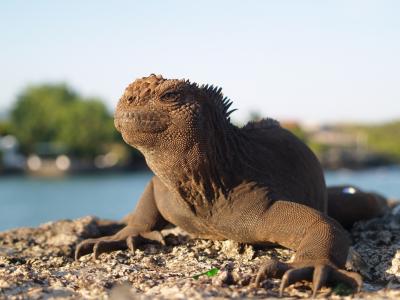 Marine Iguana