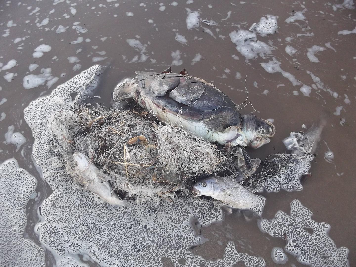 Drowned Green Turtle
