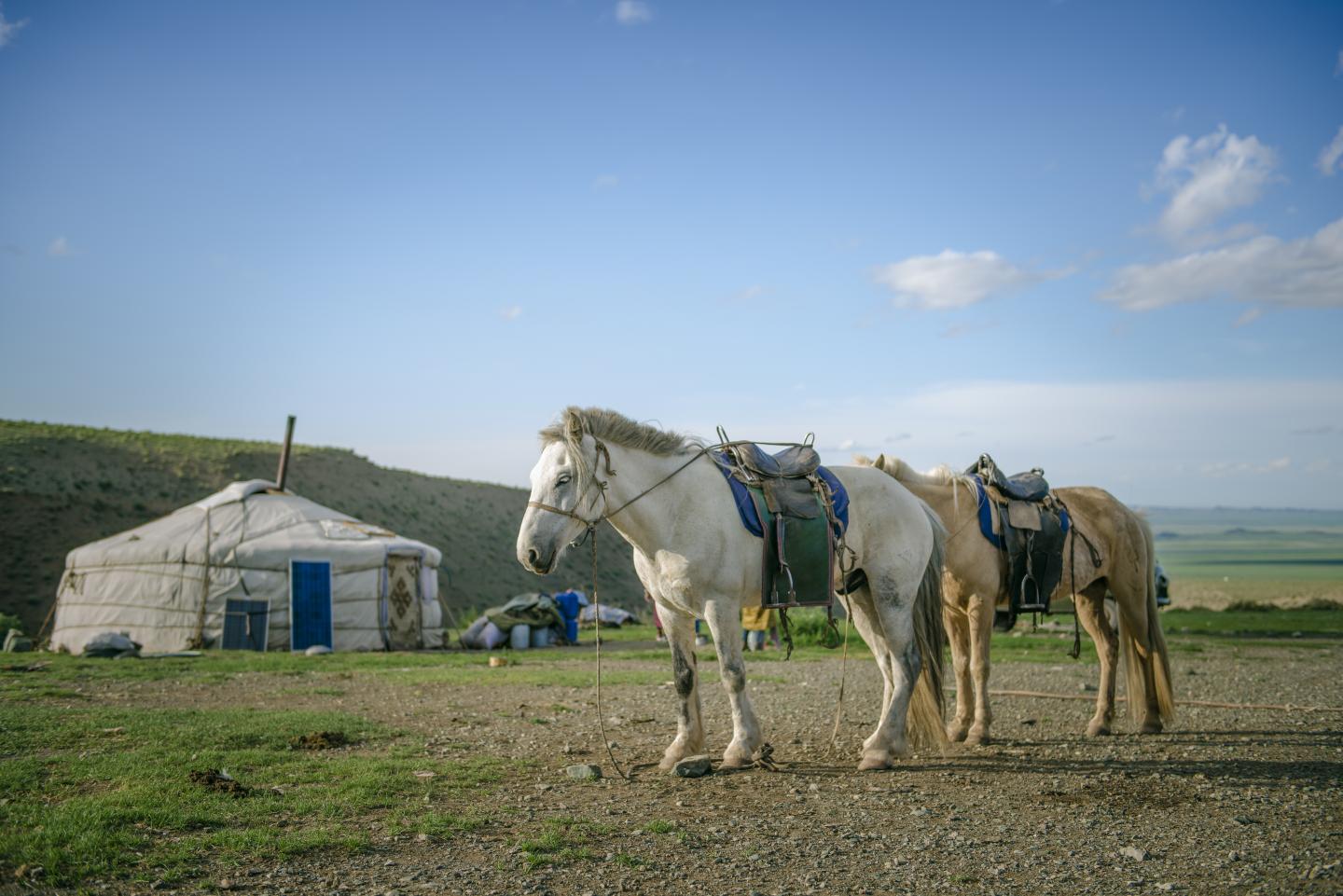 Domestic Horses in Contemporary Mongolia