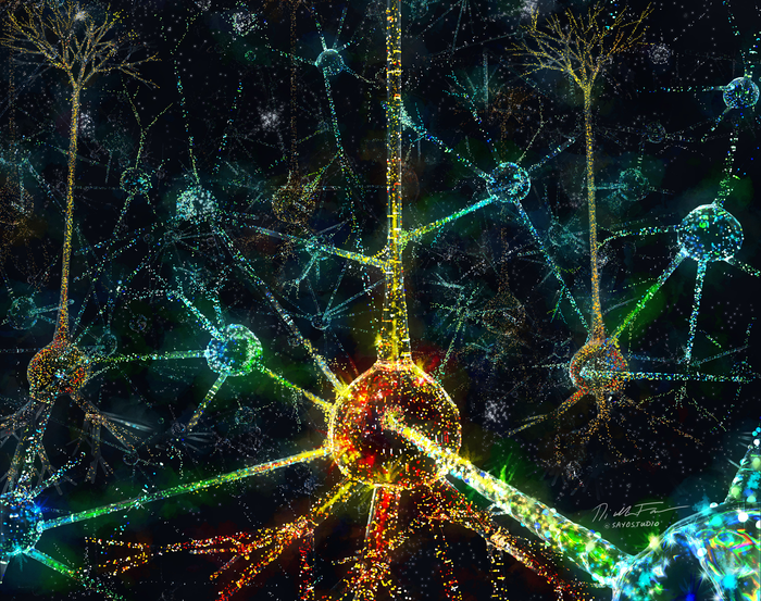 Boston University neuroscientists uncover how the brain perceives sensory information