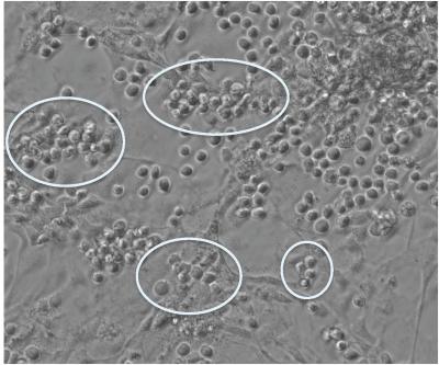 Round Hematopoietic (Blood) Cells