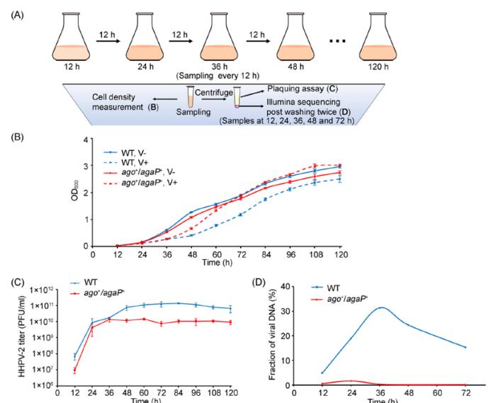 The NpAgo system effectively suppresses HHPV-2 propagation in H. hispanica cells.