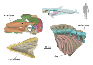 Abstract graphical comparing anatomy of extinct and living species