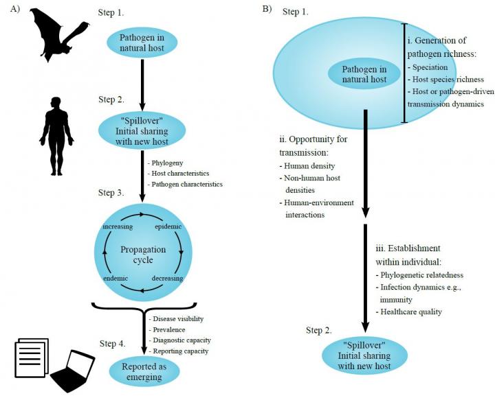 A Process-Based Framework of Zoonotic Pathogen Emergence