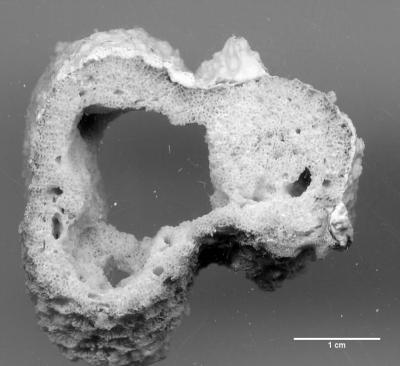 Coral Damaged by Sponges
