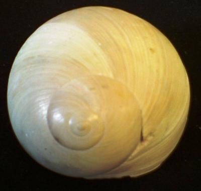 Moon Snail
