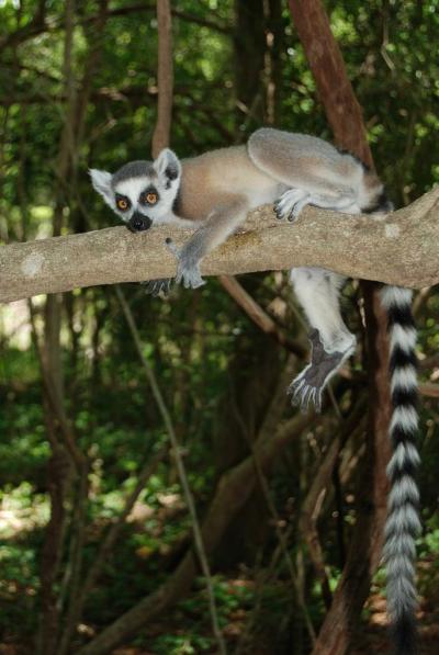 Ring-Tailed Lemur