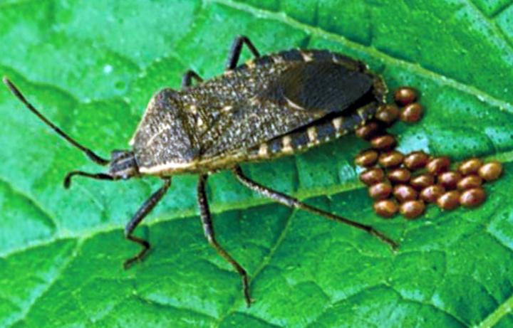 Female Squash Bug