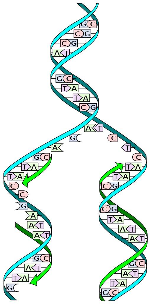 Stylized DNA Replication Fork