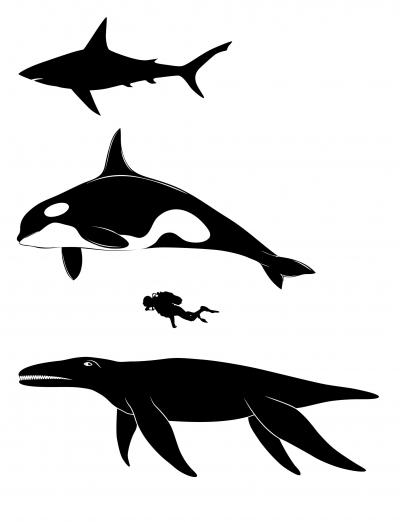 Pliosaur Size Sihlouette