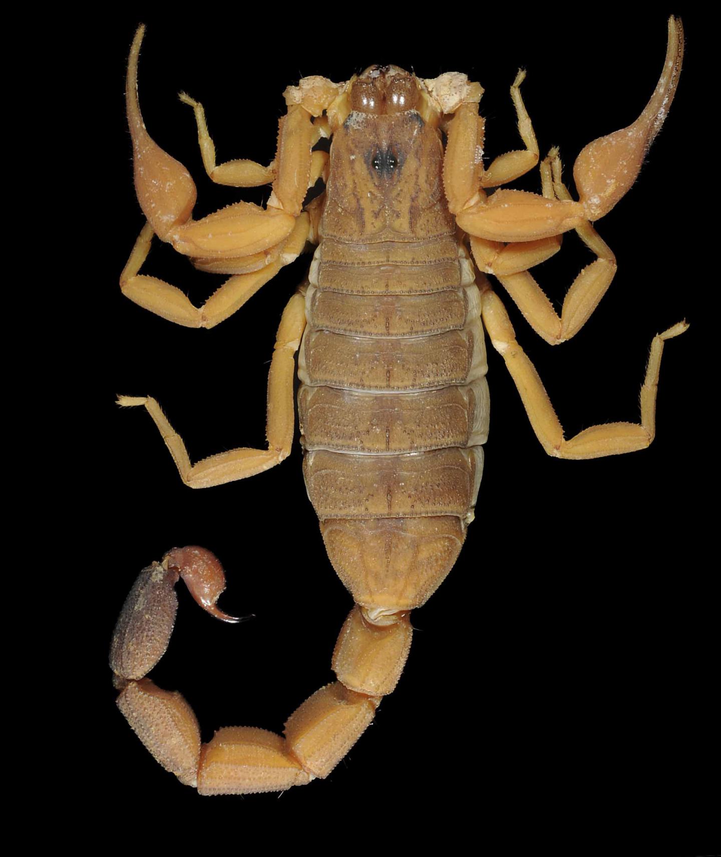 Dorsal View of New Species: <i>Rhopalurus Ochoai</i>