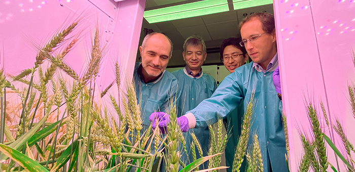 Uncovering new mechanisms for wheat rust resistance