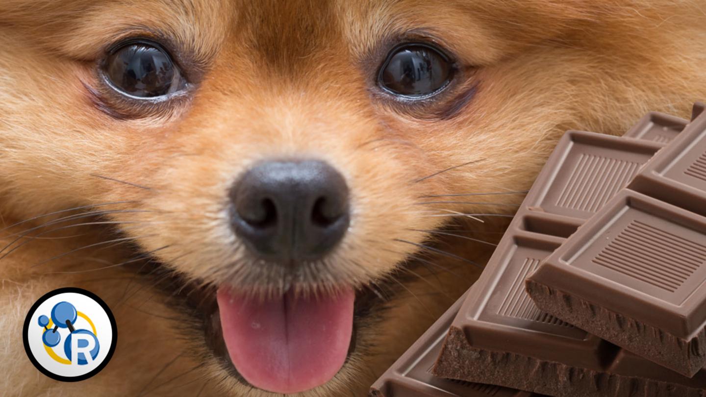 Why Is Chocolate so Bad for Dogs? (Video)