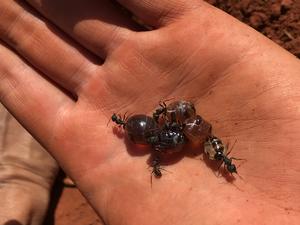 Australian ant honey inhibits tough pathogens, new research shows