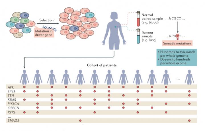 A Compendium of Mutational Cancer Driver Genes