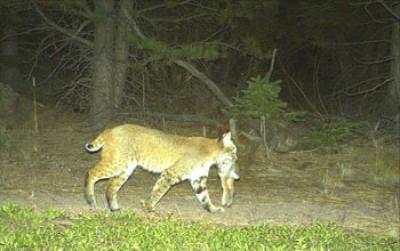 Photo of a Bobcat with Cottontail Rabbit Taken by a Motion-Activated Camera