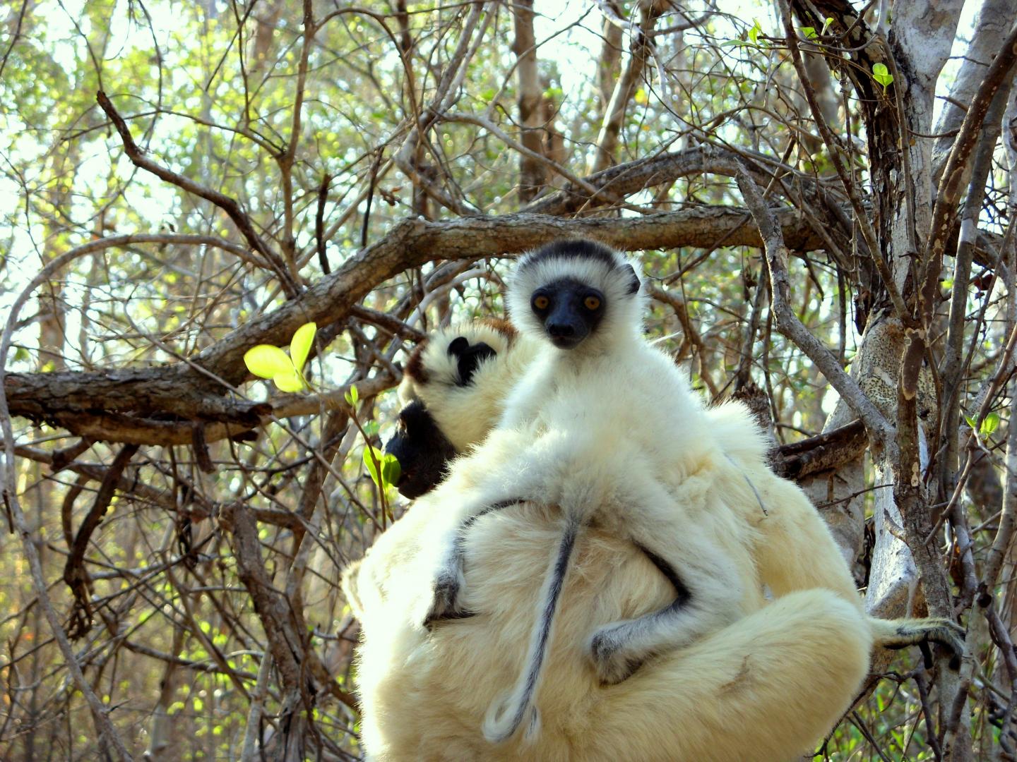 Sifaka