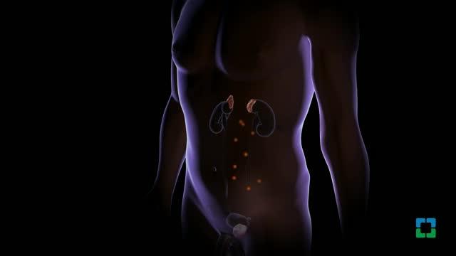 Animation of Cleveland Clinic Prostate Cancer Research