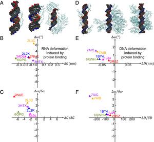 RNA and DNA deformations