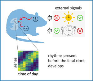 While the fetal clock develops, mom’s behavior tells the time