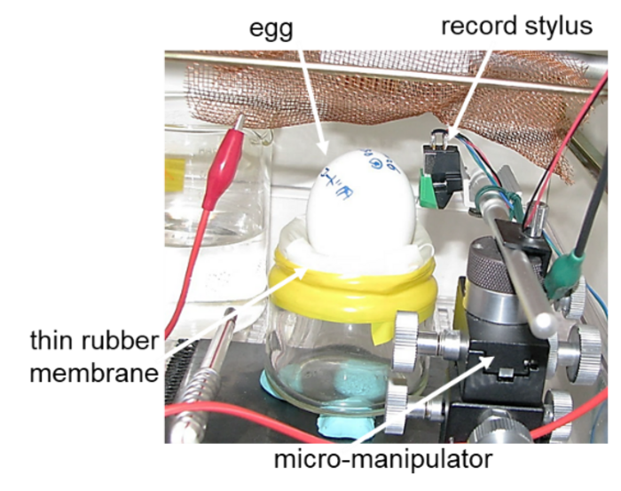 Ballistography to detect fetal movement in eggs