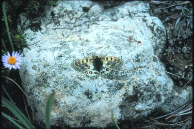 Rocky Mountain Apollo Butterfly