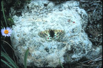 Rocky Mountain Apollo Butterfly