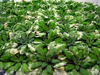 Powdery Mildew on Thale Cress