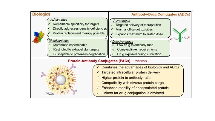 Protein-Antibody Conjugates.