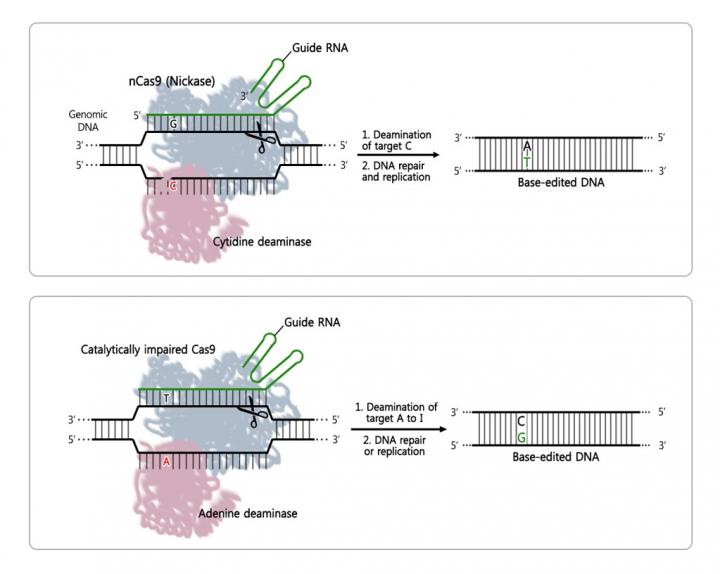 Figure 1: Principle of DNA Base Editors Based on CRISPR