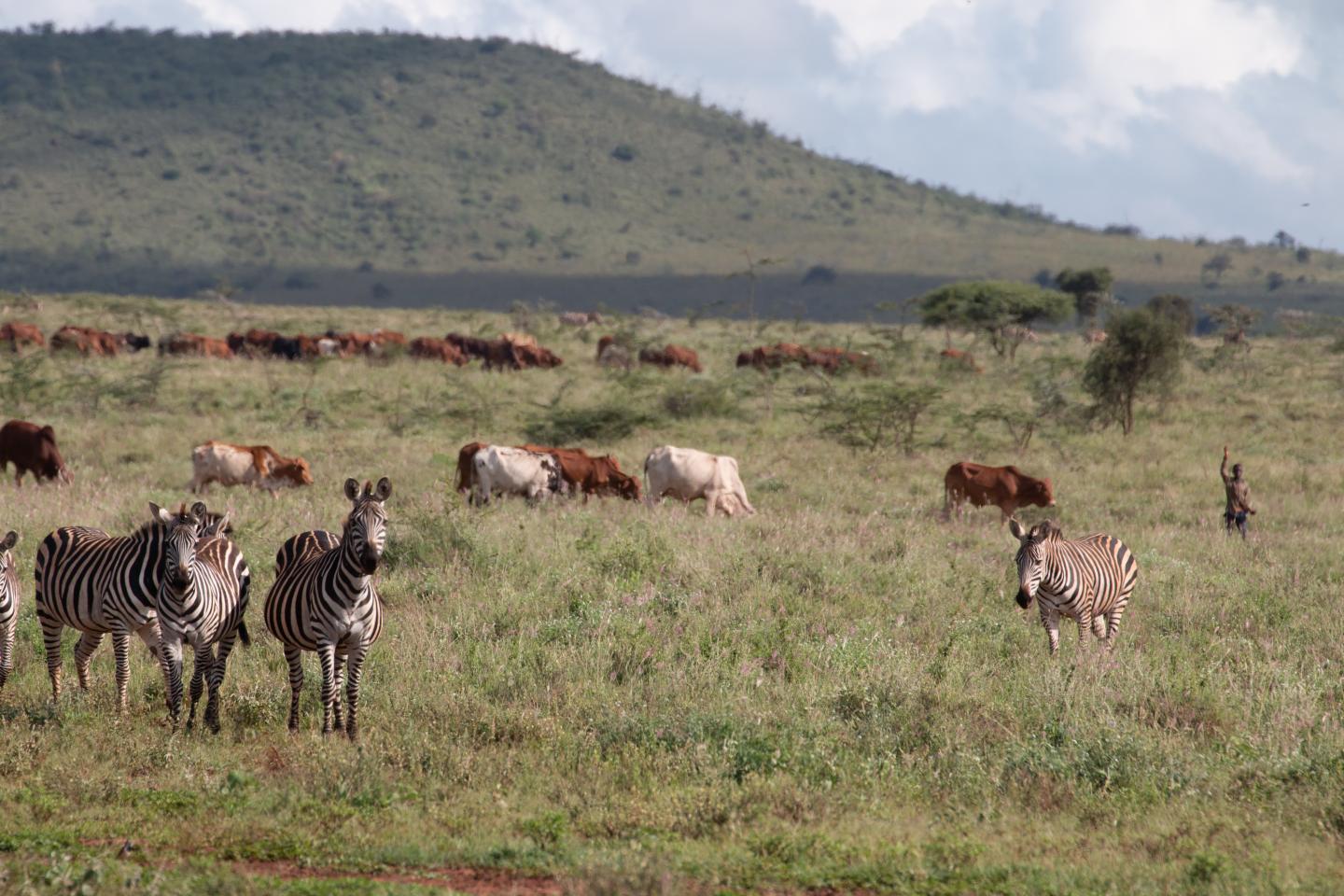 Wild Zebras Alongside Pastoralist and Cows in Kenya