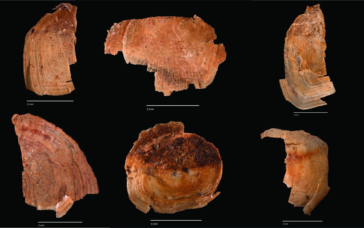 Archaeological specimens of mullet (Mugil sp.) fish scales recovered from a live-storage area at Mound Key