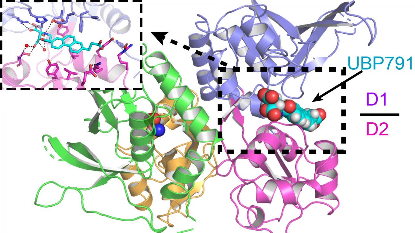 NMDA Brain Receptor