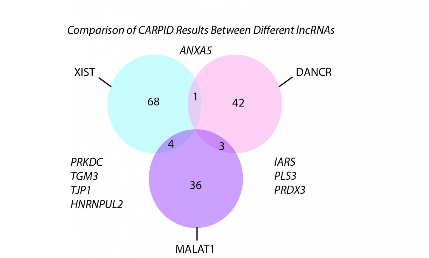 High Specificity for lncRNAs of Different Lengths.