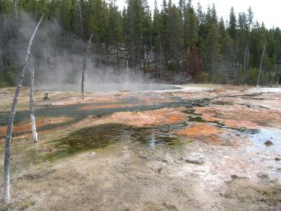 New Light-Harvesting Bacterium