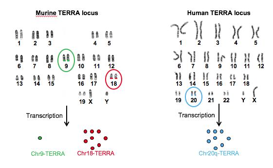 TERRA Locus