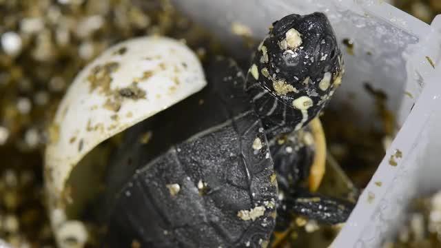 BPA Sex Reverses Behavior in Turtles