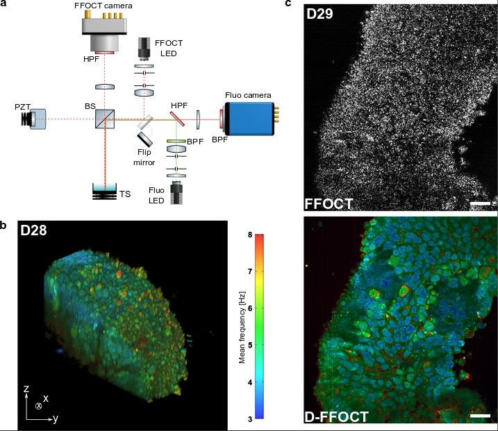 Imaging Modalities of FFOCT