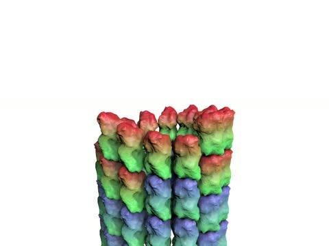 Tubulin Cap Stablizes Microtubule